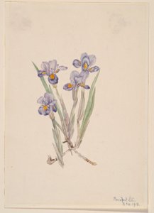 Forårsiris (Iris verna) af Mary Vaux Walcott