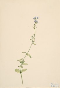 Veronica serpyllifolia, 1911. af Mary Vaux Walcott