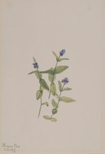 Veronica wormskjoldii af Mary Vaux Walcott