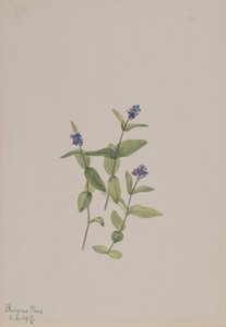 Veronica wormskjoldii, 1917. af Mary Vaux Walcott
