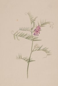 Vicia americana af Mary Vaux Walcott