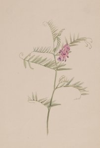 Amerikansk vikke, ca. 1917-1918. af Mary Vaux Walcott