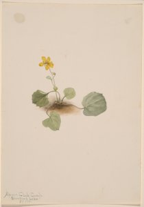 Viola orbiculata af Mary Vaux Walcott