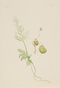 Viola palustris af Mary Vaux Walcott