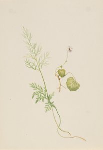 Viola palustris, ca. 1917-1918. af Mary Vaux Walcott