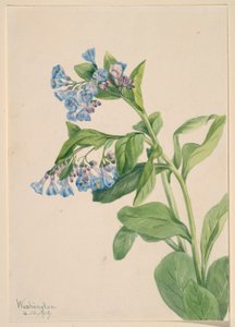 Virginia-blåklokke (Mertensia virginica) af Mary Vaux Walcott