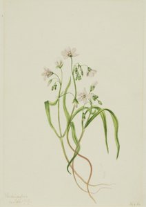 Virginia-Frühlingsschönheit Claytonia virginica, 1919 von Mary Vaux Walcott