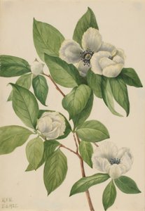 Virginia Stewartia (Stewartia malachodendron) af Mary Vaux Walcott