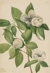 Virginia Stewartia Stewartia malachodendron, 1925. af Mary Vaux Walcott