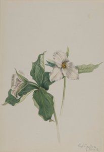 Trillium grandiflorum (storkenæb) af Mary Vaux Walcott