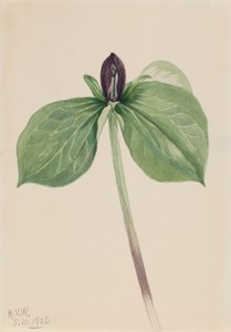 Vagtel (Trillium sessile) af Mary Vaux Walcott