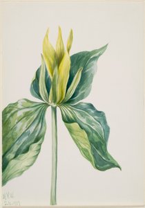 Vække-Robin (Trillium underwoodii) af Mary Vaux Walcott