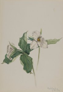 Wake-Robin Trillium grandiflorum, 1918. af Mary Vaux Walcott