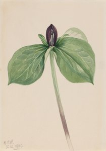 Wake-Robin Trillium fastsiddende, 1920. af Mary Vaux Walcott