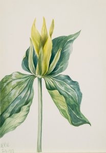 Wake-Robin Trillium underwoodii, 1937. af Mary Vaux Walcott
