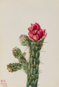 Vandrende pindsvineknop (Opuntia imbricata) af Mary Vaux Walcott