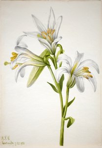 Washington-lilje (Lilium washingtonianum) af Mary Vaux Walcott