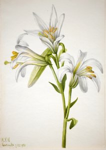 Washington Lily Lilium washingtonianum, 1933. af Mary Vaux Walcott