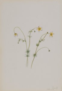 Vandskræppe (Batrachium trichophyllum) af Mary Vaux Walcott