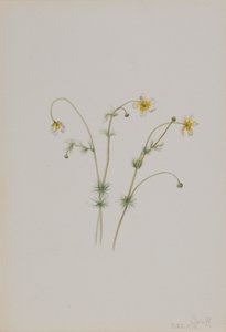 Vandkragefod Batrachium trichophyllum, 1918. af Mary Vaux Walcott