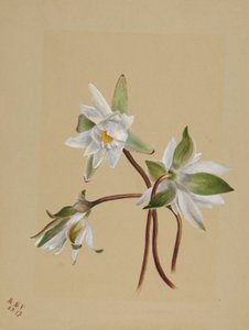 Vandliljer (Castalia odorata) af Mary Vaux Walcott