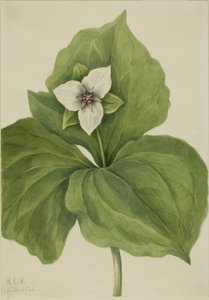 Wax Trillium (Trillium-album) af Mary Vaux Walcott