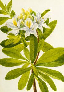 Vestlig azalea (Rhododendron occidentale) af Mary Vaux Walcott