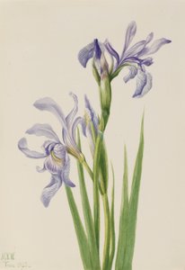 Vestlig blåflag (Iris missouriensis) af Mary Vaux Walcott