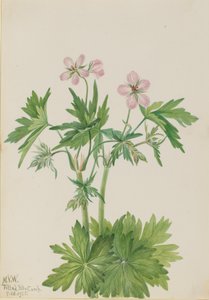 Western Cranesbill Geranium viscosissimum, 1925. af Mary Vaux Walcott