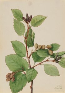 Western Green Alder Alnus sinuata, 1922. af Mary Vaux Walcott