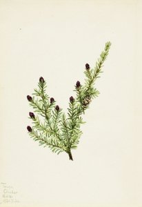 Vestlig hemlock (Tsuga heterophylla) af Mary Vaux Walcott