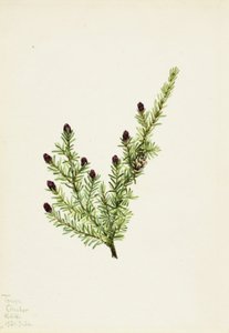Western Hemlock Tsuga heterophylla, 1924. af Mary Vaux Walcott