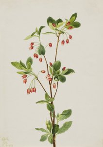 Western Menziesia Menziesia glabella, 1924. af Mary Vaux Walcott