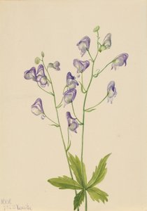Western Monkshood Columbian Aconite, 1933. af Mary Vaux Walcott