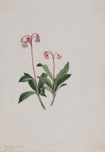 Vestlig pipsissewa (Chimaphila umbellata) af Mary Vaux Walcott