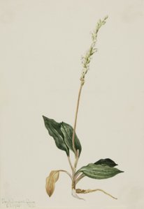 Western Rattlesnake bedrager Plantain Peranium, 1905. af Mary Vaux Walcott