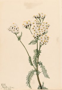 Vestlig røllike (Achillea lanulosa) af Mary Vaux Walcott