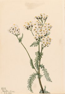 Western Yarrow Achillea lanulosa, 1922. af Mary Vaux Walcott