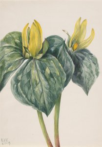 Trillium hugeri-blomst (Whippoorwill Flower) af Mary Vaux Walcott