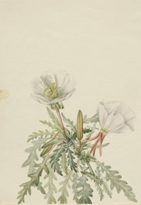Hvid daggry (Pachyloplus marginatus) af Mary Vaux Walcott