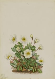 Hvid dryade (Dryas octopetala) af Mary Vaux Walcott