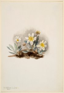 Hvid dryade (Dryas octopetala) af Mary Vaux Walcott