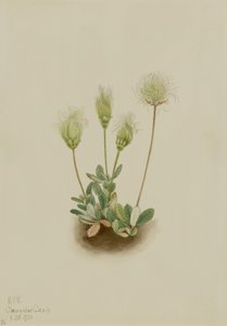Hvid dryade (Dryas octopetala) af Mary Vaux Walcott