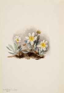 Hvid Dryad Dryas octopetala, 1902. af Mary Vaux Walcott