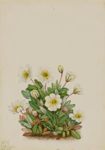 Hvid Dryad Dryas octopetala, 1925. af Mary Vaux Walcott