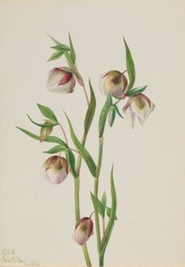 Hvid fe-lanterne (Calochortus albus) af Mary Vaux Walcott