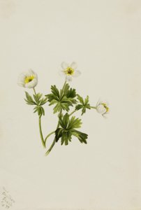 Hvid globusblomst (Trollius albiflorus) af Mary Vaux Walcott