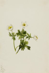Hvid kugleblomst Trollius albiflorus, 1899. af Mary Vaux Walcott