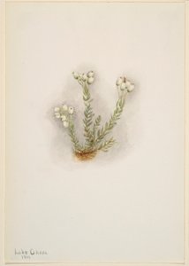 Hvid lyng (Phyllodoce grandiflora) af Mary Vaux Walcott