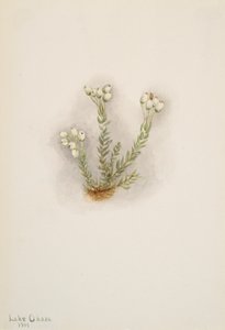 Hvid lyng Phyllodoce grandiflora, 1901. af Mary Vaux Walcott
